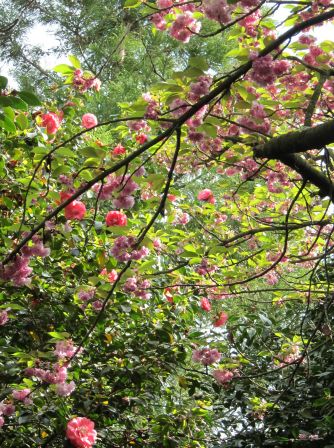 Camélias et fleurs de cerisier du Japon